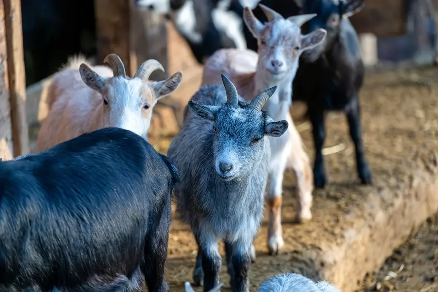 Livestock
